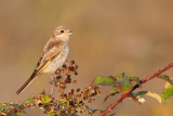 Balearic Woodchat Shrike (Balearische Roodkopklauwier)