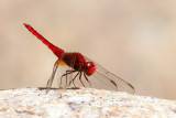 Scarlet Dragonfly (Vuurlibel)