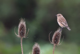 Whinchat (Paapje)