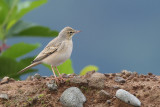 Tawny Pipit (Duinpieper)