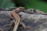 Lizard unknown (Hagedis spec.)