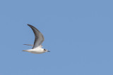 White-winged Tern (Witvleugelstern)