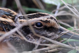 Jack Snipe (Bokje)