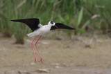 Black-winged Stilt (Steltkluut)