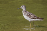 Wood Sandpiper (Bosruiter)