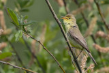 Melodious Warbler (Orpheusspotvogel)