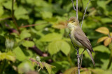 Melodious Warbler (Orpheusspotvogel)