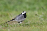 possible Pied Wagtail (mogelijke Rouwkwikstaart)