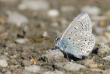 Common Blue (Icarusblauwtje)