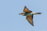 European Bee-eater (Bijeneter)