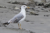 Yellow-legged Gull (Geelpootmeeuw)
