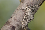 Peppered moth (Peper-en zoutvlinder)