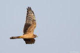 Montagus Harrier (Grauwe Kiekendief)