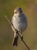 Red-backed Shrike (Grauwe Klauwier)