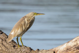 Squacco Heron (Ralreiger)