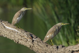 Squacco Heron (Ralreiger)