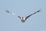 White Pelican (Roze Pelikaan)