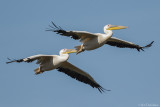 White Pelican (Roze Pelikaan)