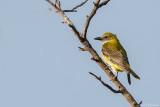 Golden Oriole (Wielewaal)