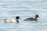 Red-breasted Merganser (Middelste Zaagbek)