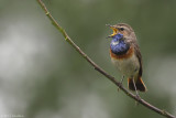 Bluethroat (Blauwborst)