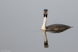 Great crested grebe (Fuut)