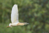 Squacco heron (Ralreiger)