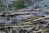 Jack Snipe (Bokje)