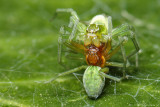 Cucumber green spider (Gewone komkommerspin)