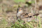 House sparrow (Huismus)