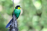 Long-tailed broadbill (Papegaaibreedbek)