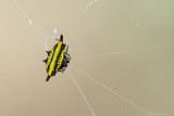 Dorias Spiny Spider (Gehoornde spin)