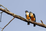 Black-thighed falconet (Musvalk)