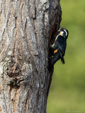Black-thighed falconet (Musvalk)