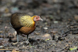 Red junglefowl (Bankivahoen)