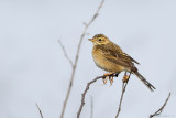 Richards pipit (Grote pieper)