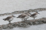 Great knot (Grote kanoet)