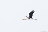 Painted stork (Indische nimmerzat)