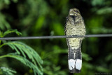 Large-tailed Nightjar (Horsfields nachtzwaluw)