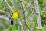 Common iora (Gewone iora)