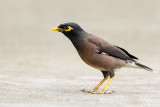 Common myna (Treurmaina)