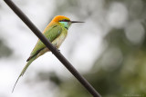 Green bee-eater (Kleine groene bijeneter)