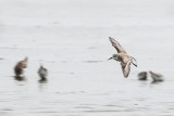 Spoon-billed sandpiper (Lepelbekstrandloper)