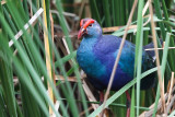 Black-backed swamphen (Purperkoet)