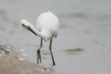 Chinese egret (Chinese zilverreiger)