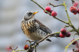 Fieldfare (Kramsvogel)