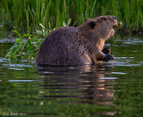 Beaver from Kayak-206 copy-Edit.JPG