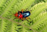 Chrysomelid beetles mating.jpg