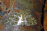 Unidentified moth 4 Arunachal Pradesh.jpg