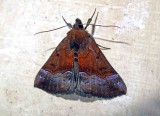 Unidentified moth 5 Arunachal Pradesh.jpg